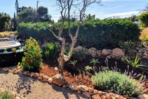 a garden with a small tree and some plants at Hakuna matata in Benagil