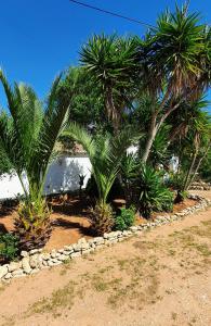 a yard with palm trees and a stone wall at Hakuna matata in Benagil