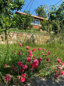 a field of pink flowers in front of a house at The Mussel House in Ksamil