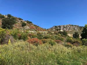a hillside filled with lots of trees and bushes at The Mussel House in Ksamil