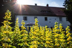 Giardino di ENJOY COZY Tree House Hills Forest Gardens Beautiful Views Sauna Hotbath