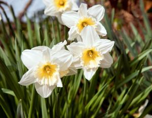 un grupo de narcisos blancos en un jardín en Tros Yr Afon Holiday Cottages and Manor House en Beaumaris