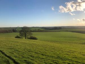 a green field with a tree in the middle at Hall Farm Bed & Breakfast in Terrington