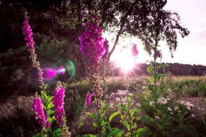 Giardino di ENJOY Cozy Romance Hills Forest Gardens Views Sauna Whirlpool Bath