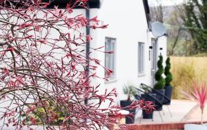 a plant with red leaves in front of a white house at Pen-Y-Worlod Cottages in Abergavenny