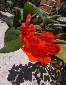 a red flower is sitting on the ground at The Novelo in Caye Caulker