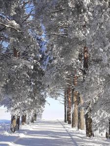 a snow covered tree lined road with snow covered trees at Jokihovi in Nivala