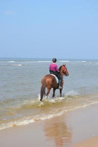 a person riding a horse through the water on the beach at Strandhotel Golfzang in Egmond aan Zee