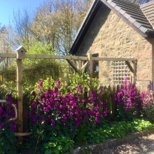 a garden with purple flowers in front of a stone building at Gallery Cottage in Aberdeen