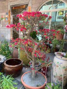a bonsai tree with pink flowers in a pot at 伯爵四季休閒民宿 in Jinhu