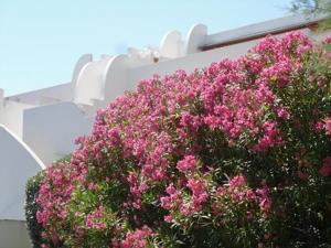 un arbusto de flores rosas al lado de un edificio en Vittoria Immobilier 12 -REGLEMENT SUR PLACE - chèques vacances acceptés, en La Grande-Motte