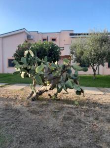 Vonkajšia záhrada v ubytovaní Sole e Mare appartamento nel villaggio
