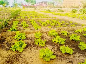 a field of green plants in the dirt at Hôtel Royal Malango in Fatick +1 photo