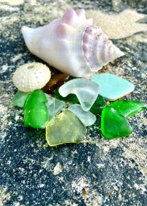 una concha en el suelo con rocas verdes y blancas en Ocean Tally en Upper Bogue