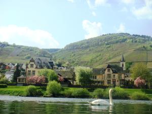 a swan in the water in front of a village at Boutique Hotel Villa Melsheimer in Reil