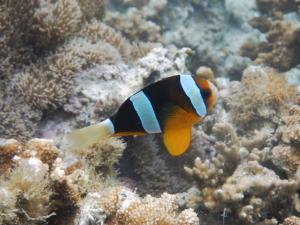 a clown fish swimming on a coral reef at びせ崎の宿　海潮音 in Motobu