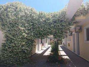 Zahrada ubytování Monika Hotel Sidari