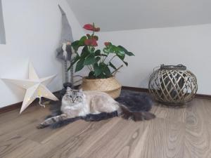 Domácí mazlíčci ubytovaní s hosty v ubytování Apartament Muzyczny