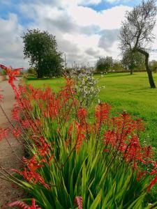 A garden outside Cas Catalá Sant Jordi