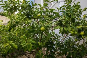 a tree with lots of green fruit on it at Apartments Villa Enzian in Mlini