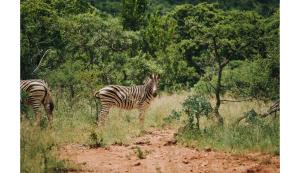 Zdjęcie z galerii obiektu Matatane Camp - Babanango Game Reserve w mieście Nkwalini