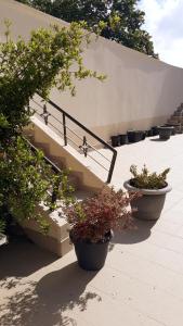 a set of stairs with potted plants on the ground at Domvs Gaia GHouse B&B in Vila Nova de Gaia