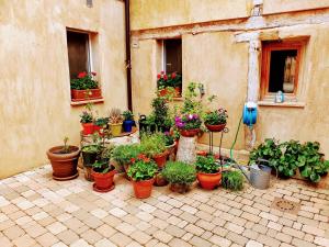 Ein Garten an der Unterkunft Albergue Villares de Orbigo