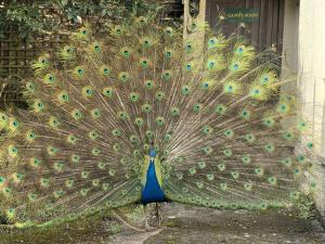 a large peacock with its feathers out on the ground at Trimstone Manor Country House Cottages in West Down