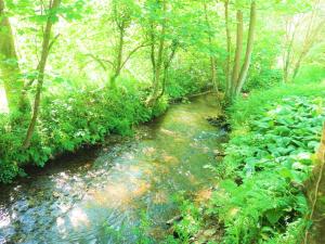 een beek midden in een bos met bomen bij The Duchy Barn at Tregoose Old Mill in Newquay +13 foto's