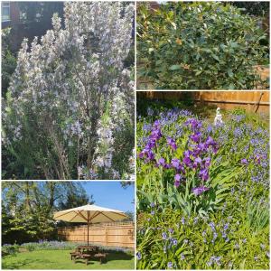 a series of photos of flowers in a garden at Best Western Plus Oxford Linton Lodge in Oxford