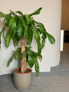Fotografie z fotogalerie ubytování Swiss Hotel Krummen Eich Pratteln Free Parking v destinaci Pratteln