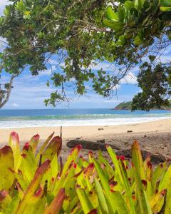 a view of a beach with a bunch of bananas at Casa do Jaco in Caraguatatuba