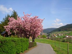 a tree with pink flowers on the side of a road at Pension Williams in Seebach