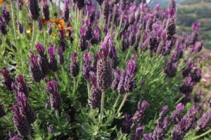 Um jardim no exterior de Douro Mesio Guest House