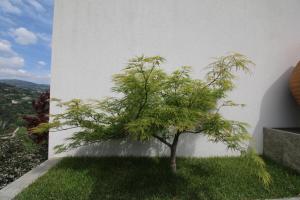 Um jardim no exterior de Douro Mesio Guest House