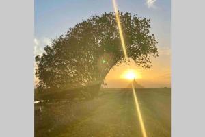 un albero con il sole che tramonta dietro di esso di Le Roi ad Avranches