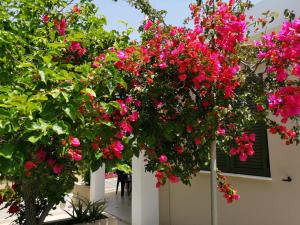 Zahrada ubytování Casa da Bugainvillea