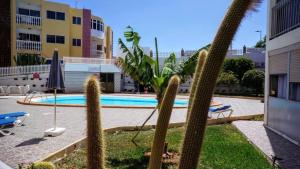 a swimming pool with cacti in a courtyard at MIRADOR RED MASPALOMAS in San Agustin