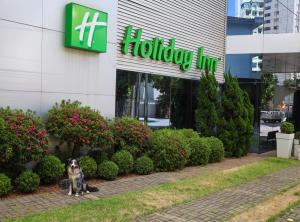 um cão sentado em frente a um edifício em Holiday Inn Belo Horizonte Savassi, an IHG Hotel em Belo Horizonte