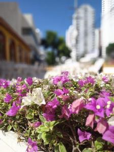 a bunch of purple and white flowers in a planter at San Martin Cartagena in Cartagena de Indias