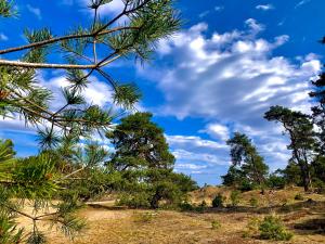 een uitzicht op bomen en een blauwe lucht met wolken bij De Wollige Hooglander: in comfort middenin natuur in Otterlo