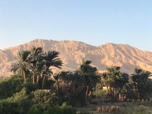 a group of palm trees in front of a mountain at Princess carine in Luxor