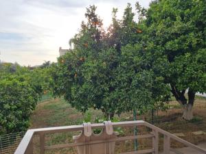 Rizik's Guest House في الناصرة: شجرة برتقال في بستان بجوار سياج