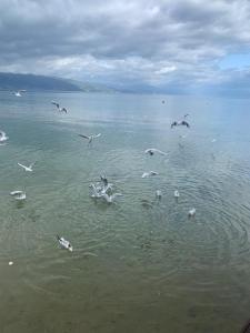 a flock of seagulls flying over the water at Grand Hotel Pogradec in Pogradec