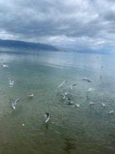 a flock of seagulls flying in the water at Grand Hotel Pogradec in Pogradec