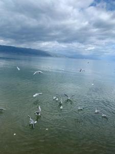 una bandada de gaviotas volando sobre un cuerpo de agua en Grand Hotel Pogradec, en Pogradec