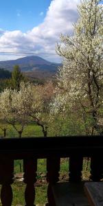 - une vue sur un arbre avec des fleurs blanches dans l'établissement Caputówka 100 letnia chata, à Rajcza