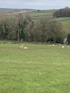 a herd of sheep grazing in a green field at Church Gate Farm in Harrogate