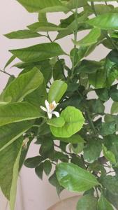 a green plant with a white flower on it at Archè in Syracuse
