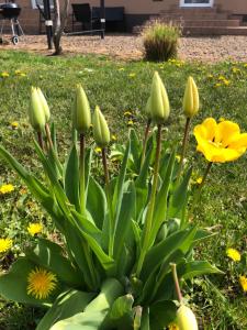 A garden outside Attila Studio Apartments